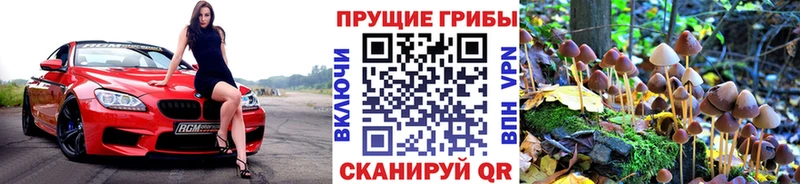 Купить где  Краснослободск  Галлюциногенные грибы Psilocybe 